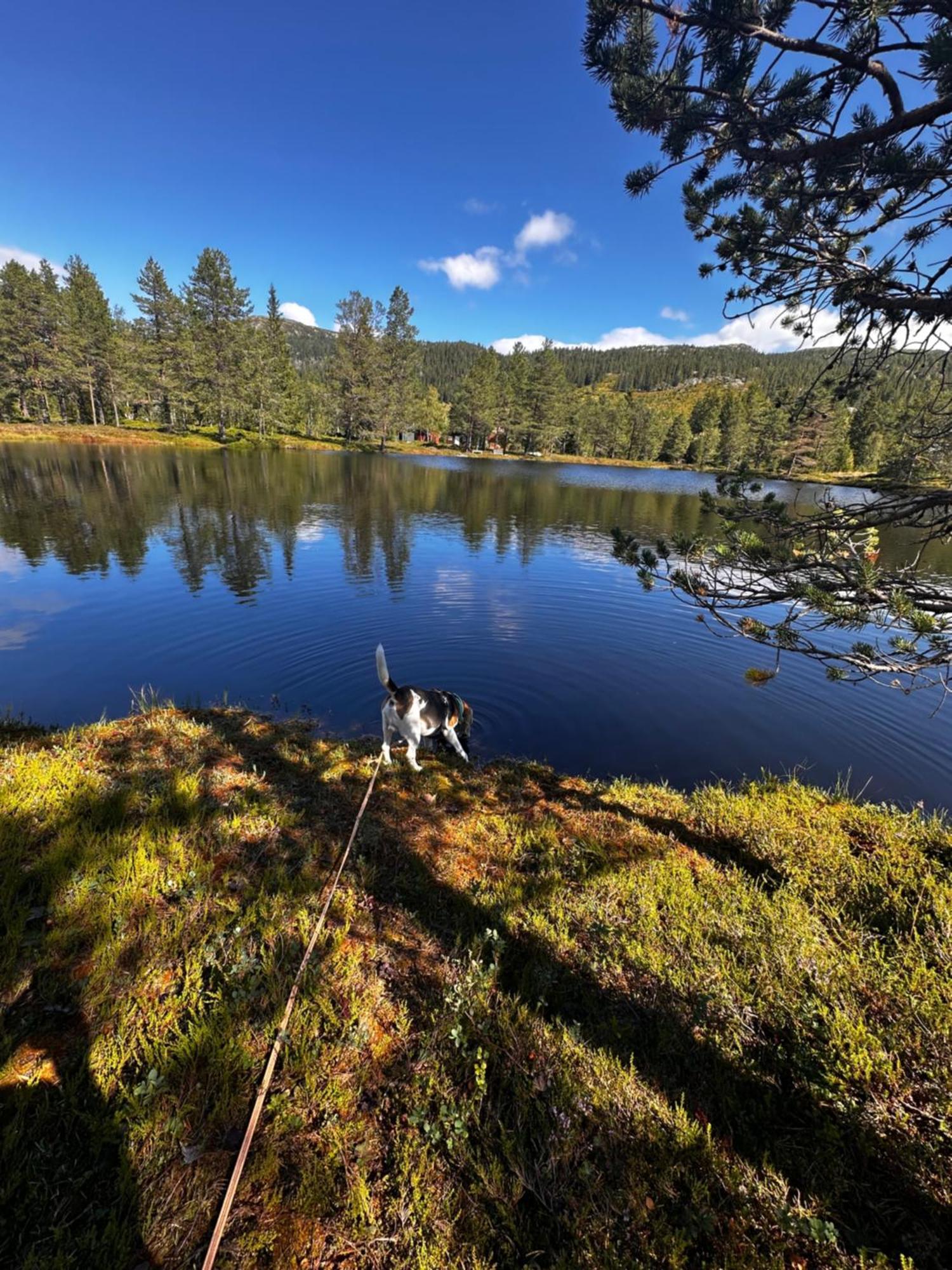 Hytta Pa Oyfjell Villa Luaran gambar
